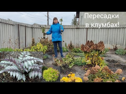 Видео: Пересадка Сосни, Лапчатки, Астільби, Лабазника та інших рослин в листопаді!