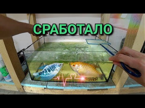 Видео: Скрестились разные по цвету рыбки. Отсадил других рыб на нерест