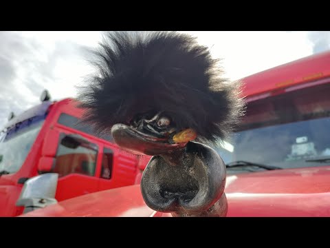 Видео: Вольво ВНЛ 670 установка ручного крана уровня задней пневмоподвески /// готовлю машину к работе