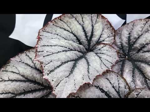 Видео: Бегония ЖУСт - Добби. Селекционер - Степан Бобров