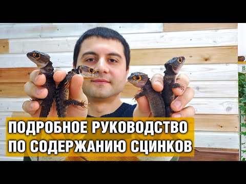 Видео: Крокодиловые сцинки — Подробный обзор, содержание сцинков