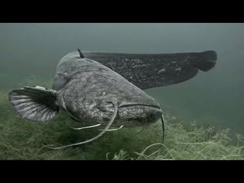 Видео: Реальная рыбалка 2 Сом на Днепре