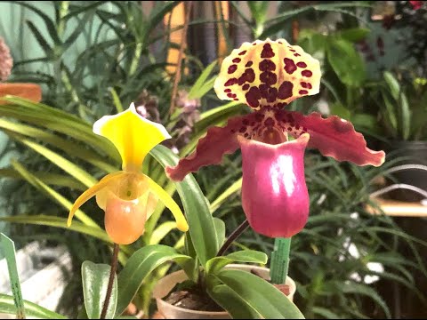 Видео: Paphiopedilum helenae & henryanum. Hаращивание корней у башмачков.