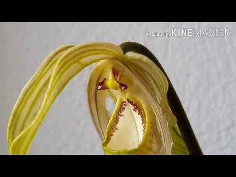 Видео: Phragmipedium wallisii.  Обзор фрагмипедиумов.