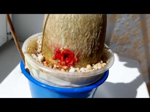 Видео: АДЕНИУМ. Переукоренение после гнили адениума Pink Moon variegated