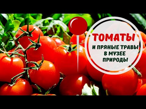 Видео: Выставка "Томаты и пряные травы" в Музее Природы. Рига 2025