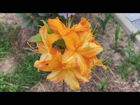 Видео: Моя колекція рододендронів та азалій. Вирощування, огляд, враження та досвід