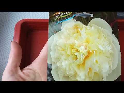 Видео: Эксперимент с пионами, часть 2