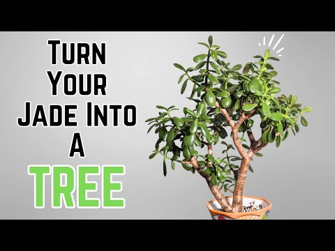 Видео: Как обрезать нефрит в дерево