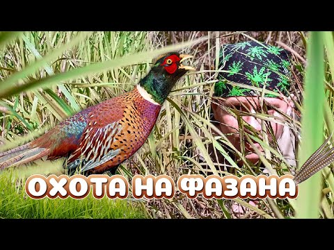 Видео: Охота на фазана с помощью петли и ящика.