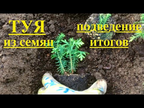 Видео: ТУЯ из прошлогодних СЕМЯН. ПОДВЕДЕНИЕ ИТОГОВ. ПЕРЕСАДКА В ГРУНТ.