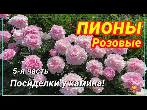 Видео: Посиделки у камина. Часть 5. Продолжение разговора о розовых пионах / Сад Ворошиловой