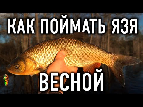 Видео: Как поймать язя весной? Делимся секретами!