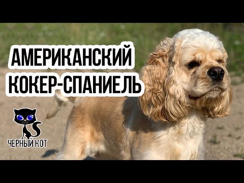 Видео: ✔ Американский кокер-спаниель – дружелюбная собака, полная оптимизма. Описание породы