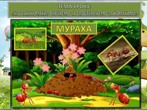 Видео: Я досліджую світ (1 клас). Хто такі комахи
