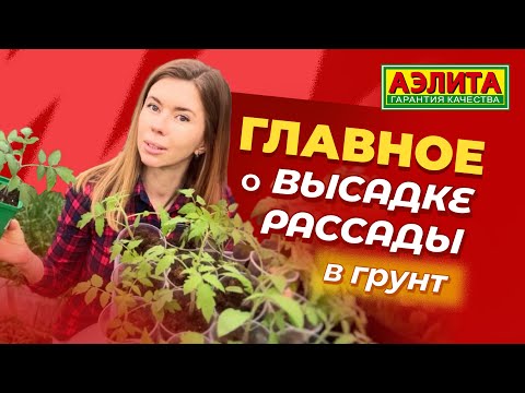Видео: ВЫСАДКА РАССАДЫ В ГРУНТ. Главные советы!