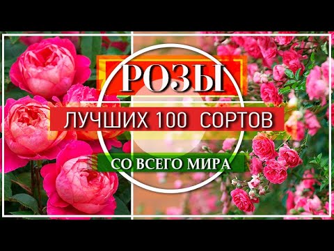 Видео: 100 СОРТОВ РОЗ В ОДНОМ ВИДЕО / САМЫЕ РОСКОШНЫЕ КРАСАВИЦЫ СО ВСЕГО МИРА