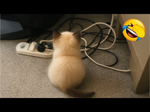 Видео: Смешные видео с ЖИВОТНЫМИ 😂 | Самые смешные кошки и собаки 2025 года 🐶😼