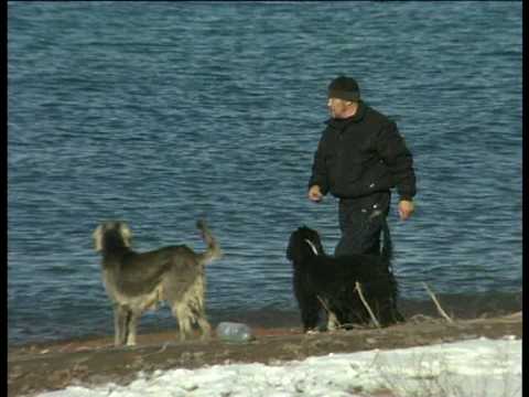 Видео: Кыргыз тайганы / Kyrgyz Taigan - 1/2