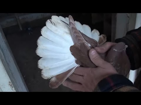 Видео: Наче пружини