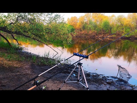 Видео: ПІШЛО ДІЛО!!! ЛОВЛЮ ЛЯЩА на ПСЛІ. Рибалка на фідер