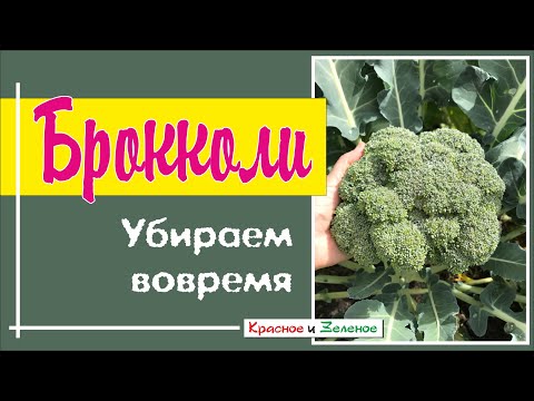 Видео: Брокколи. Когда убирать и как заморозить