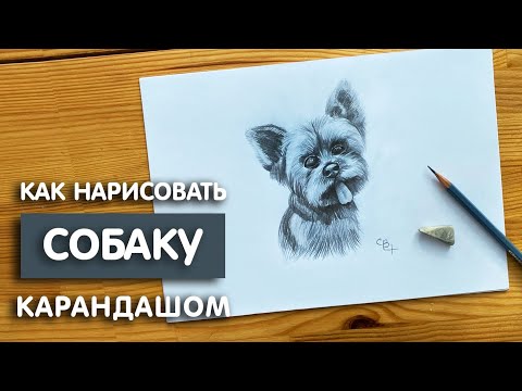Видео: Как нарисовать собаку простым карандашом | Рисунок для начинающих легко и поэтапно