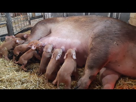 Видео: //Типа Дюрчиха Жанка сложный опорос за 5 минут// Тягал как окуней с лунки один за другим//