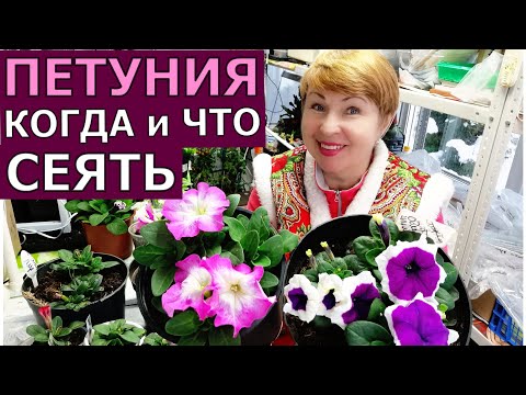 Видео: Когда буду сеять ПЕТУНИЮ? Какие серии и сорта выберу?