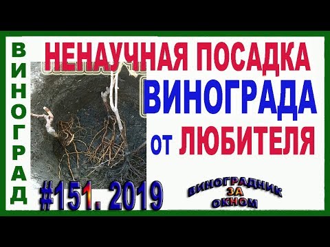 Видео: 🍇 После ТАКОЙ посадки ВИНОГРАД служит десятки лет. Посадка саженца винограда осенью или весной.