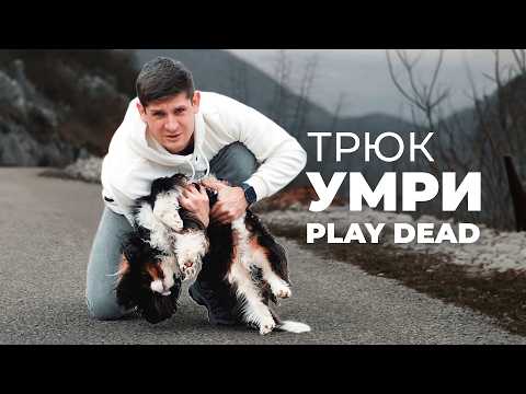 Видео: Собака падает на руках 🐩 Учим трюк Тряпочка с нуля