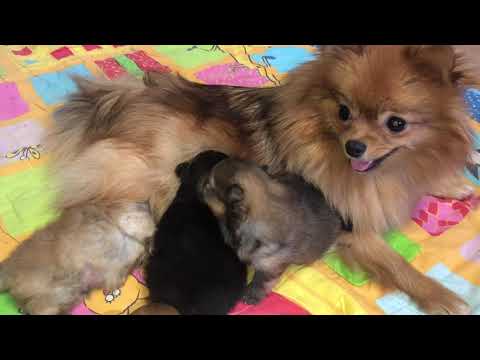 Видео: Щенкам шпица 3 недельки, знакомство с тетками Лорой и Тутси, какие проблемы возникли?
