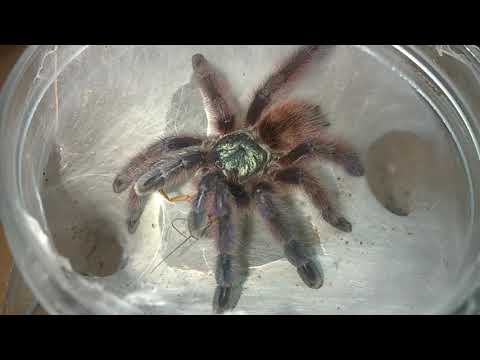 Видео: вы знали? домашний древесник.