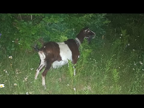 Видео: мало молока що робити 😱