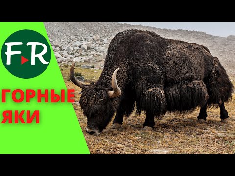 Видео: Яки в Кыргызстане. Домашние яки в горах. Зачем нужны яки? Сколько яки дают молока? Мясо яков едят?