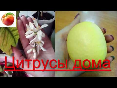 Видео: Лимоны Мандарины ДОМА  Зимой Разные сорта в квартире что хорошо плодоносит lemon citrus Mandarin