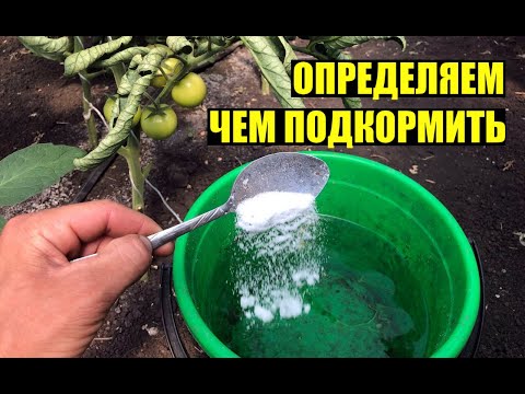 Видео: ШПАРГАЛКА! Ложка на ведро при пожелтении листьев томата. Определяем по фото проблему