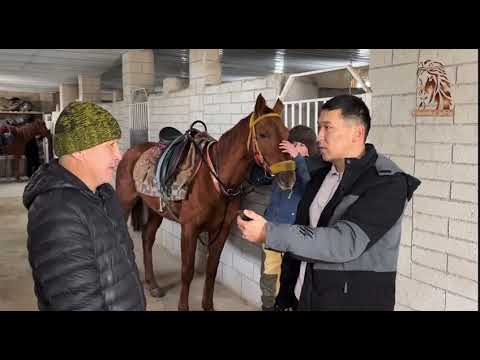 Видео: Атбегі Бимурзаев Хамза агамыздан сұхбат/ Бозашы_жүйрігі арнайы жобасы/  Димашторы,  Айымзада,