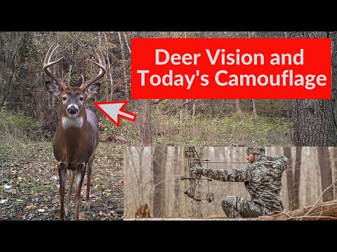 Видео: Deer Vision и современная камуфляжная одежда | Являются ли олени дальтониками?