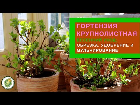 Видео: ГОРТЕНЗИЯ КРУПНОЛИСТНАЯ - весенний уход//Обрезка, удобрение, мульчирование