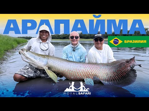 Видео: Королева рек — ее величество арапайма! Рыбалка в Бразилии с Royal Safari