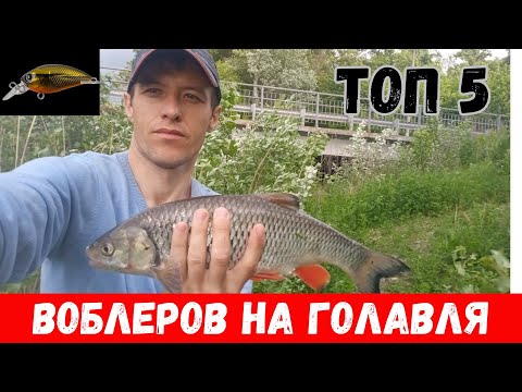 Видео: Лучшие воблера для ловли голавля в 2024 году! Топ 5 бюджетных воблеров на голавля в 2024!