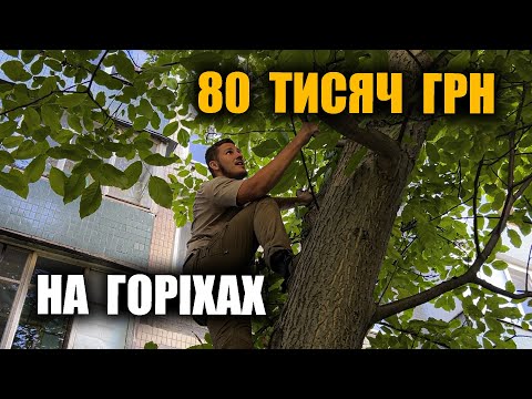 Видео: Я заробив 80 тисяч гривень на горіхах. Не пропусти сезон!