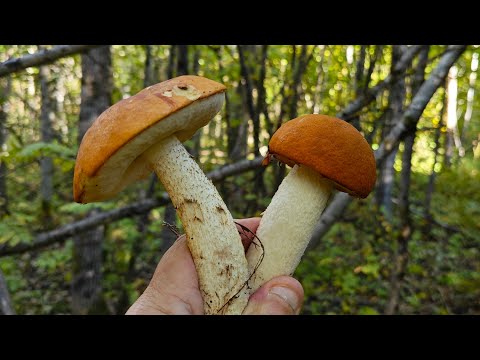 Видео: Осень на носу   подосиновик в лесу !