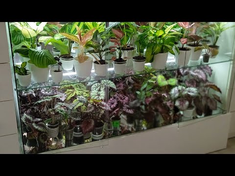 Видео: комнатные цветы.про мои стеклянные витрины для цветов.