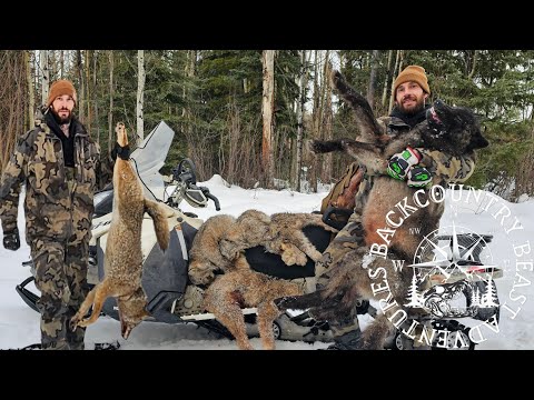 Видео: Отлов диких животных в Британской Колумбии