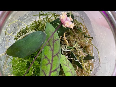 Видео: Капризная Хойя Скортечини в банке и ещё несколько её сестриц + цветочные покупки 🛍️🪷