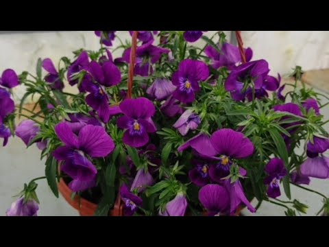 Видео: Ампельная Виола (Анютины глазки) . Стрижка и черенкование.