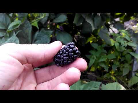 Видео: Плюсы и минусы ежемалины Марион 9.07.19