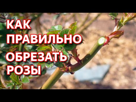 Видео: Как обрезать розы весной. Весенняя обрезка роз.